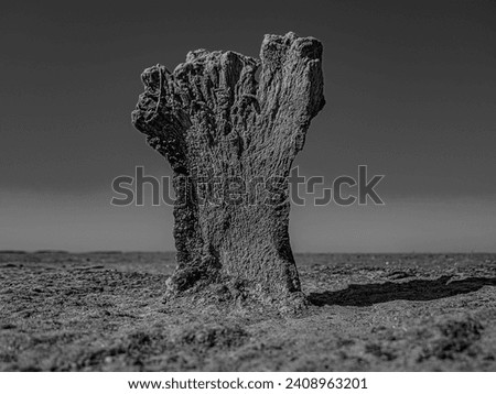 Death of tree. Gnarled remnants of stained tree on endless salt marshes, once alive. Death concept. It's like they say about person who come to end of ordeal. Black and white image, artistic photos
