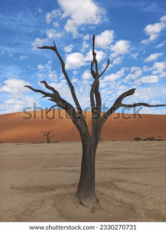 Similar – Einsamkeit Africa Desert