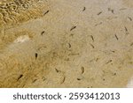 Death Valley, California looking at Salt Creek the Habitat of the Desert Pupfish with a females swimming in the creek to find a male to mate with. 