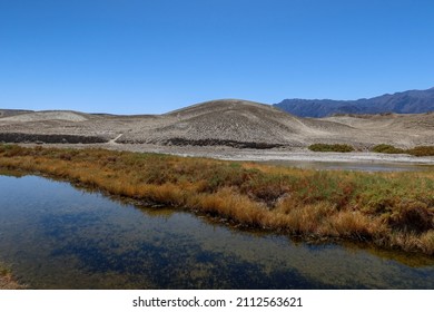 Death Valley, California, Looking At The Salt Creek Desert Puff Fish Habitat  For The Endangered Fish