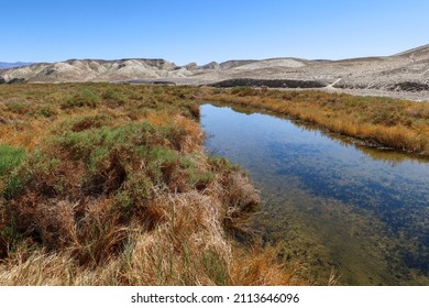 Death Valley, California, Looking At The Salt Creek Desert Puff Fish Habitat  For The Endangered Fish