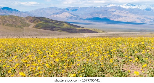 Death Valley Super Bloom Images Stock Photos Vectors Shutterstock