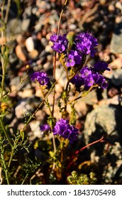 Death Valley Spring Super Bloom