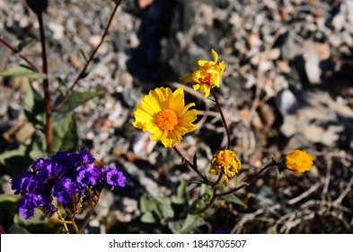 Death Valley Spring Super Bloom