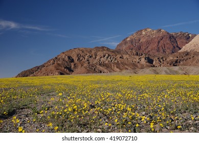 Death Valley Wildflower Super Bloom