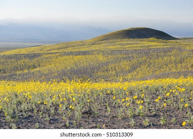 Death Valley Wildflower Super Bloom