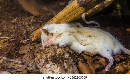 Death White Mouse In Closeup, Carcass Of Killed Rodent, Rotting Corpse