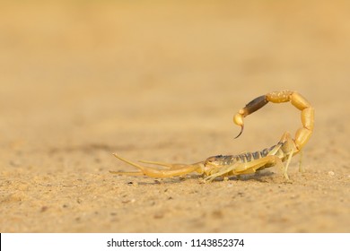 The deathstalker (Leiurus quinquestriatus) is a species of scorpion, a member of the Buthidae family. It is also known as the Israeli yellow scorpion Omdurman scorpion, Naqab desert