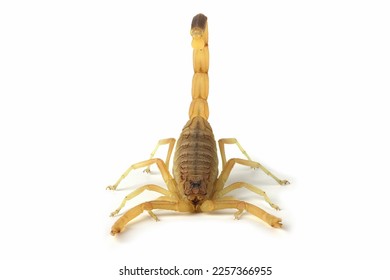 El escorpión de los cazatalentos se cierra en un entorno aislado, la vista frontal del escorpión de los cazatalentos