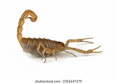 Deathstalker scorpion closeup on isolated background, Deathstalker scorpion closeup from side view