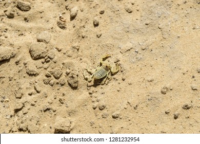 Deathstalker Scorpion In Desert, Chad