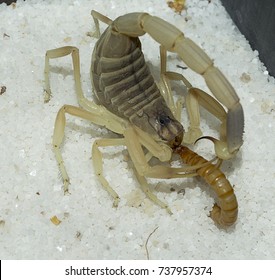 Deathstalker Scorpion Eat Worm