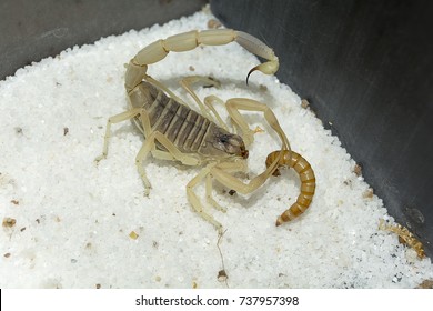 Deathstalker Scorpion Eat Worm