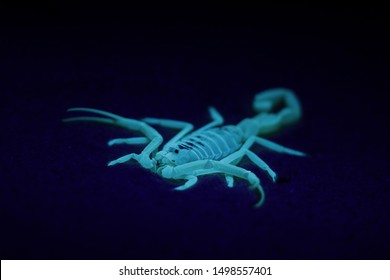 Deathstalker Scorpion Glowing Under UV Light