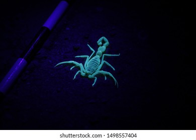 Deathstalker Scorpion Glowing Under UV Light