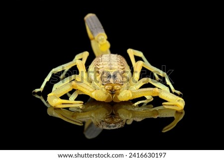 Deathstalker scorpion isolated on black, High venomous scorpion 