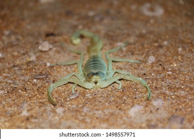 Deathstalker Scorpion Laying In Wait