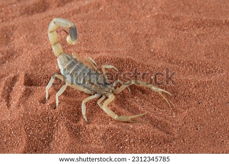 The Deathstalker Scorpion (Leiurus quinquestriatus) is a species of scorpion, a member of the family Buthidae. It is also known as the Palestine Yellow Scorpion.