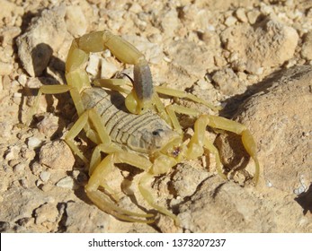 Deathstalker Scorpion In The Negev Desert, Israel