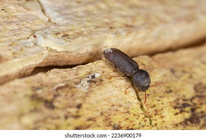 Death-watch beetle beetle, Ptilinus fuscus on aspen wood - Shutterstock ID 2236900179