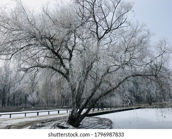 Debrecen, Hungary - January 18, 2020: Frozen Lake And Tree At Nagyerdo Forest.