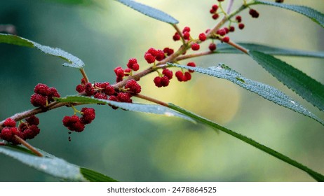 Debregeasia longifolia, Orange Wild Rhea, Haikaeng Thing, Totongoan. We can use it as a survival plant, namely to survive when there is a shortage of food. - Powered by Shutterstock