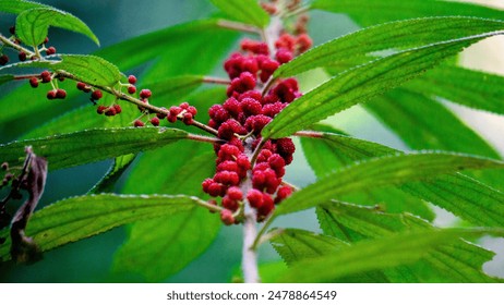 Debregeasia longifolia, Orange Wild Rhea, Haikaeng Thing, Totongoan. We can use it as a survival plant, namely to survive when there is a shortage of food. - Powered by Shutterstock