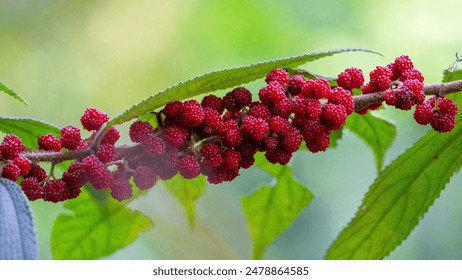 Debregeasia longifolia, Orange Wild Rhea, Haikaeng Thing, Totongoan. We can use it as a survival plant, namely to survive when there is a shortage of food. - Powered by Shutterstock