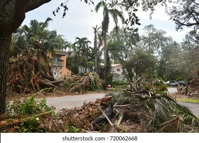 Debris of trees and leaves in Miami Florida 