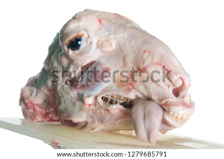 Decapitated goat head.