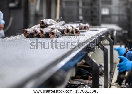 Decapitated mackerel carcasses lie on a conveyor belt. Fish processing and smoking plant.