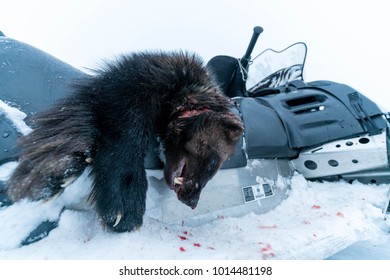 Decapitated Male Wolverine Caught By A Hunter Trapper In Yukon Alaska.