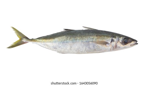 Decapterus Fish Isolated On White Background