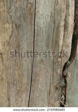 Decayed or aged wood from rain and sun exposure that some local residents utilize for fuel