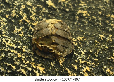 Decayed Baby Desert Tortoise Shell.