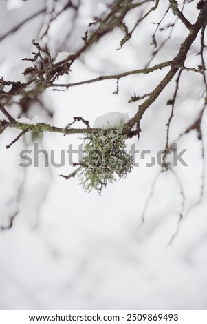 Decayed branch of a Tree Covered with Snow in the WInter