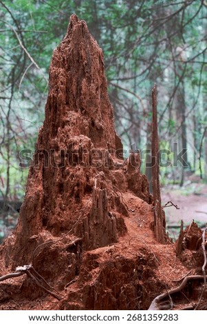  Decayed and Crumbling Old Stump. An old tree stump in a forest decaying and crumbling.

                              