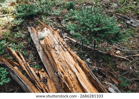 Decayed Fallen Log with Splintered Wood and Young Pine Sapling Growing Amid Green Moss and Forest Debris in Sunlit Woodland Floor Setting