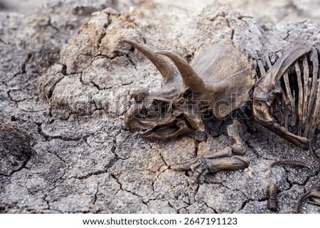 Decayed fossil remains dead extinct skeleton of Dinosaur three horns Triceratops on parched cracked ground.