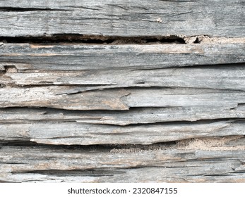 decayed hardwood floor texture for background, close-up rotten gray wood with cracked, grunge weathered wooden plank
