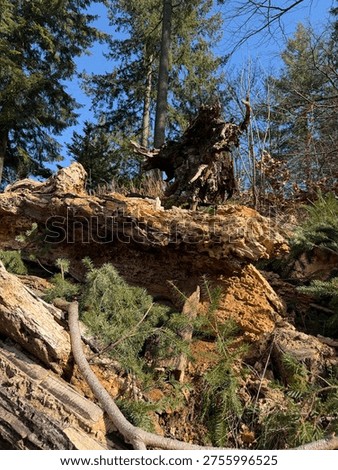 The decayed roots of a fallen tree 