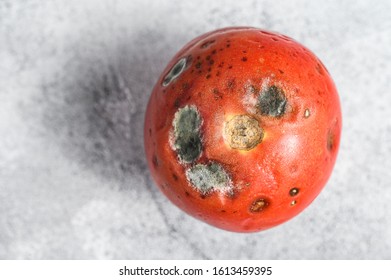 decayed rotten tomato. Gray background. Top view. Space for text