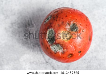 decayed rotten tomato. Gray background. Top view. Space for text