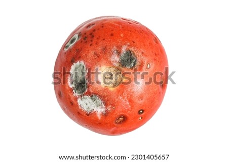 decayed rotten tomato. Isolated on white background