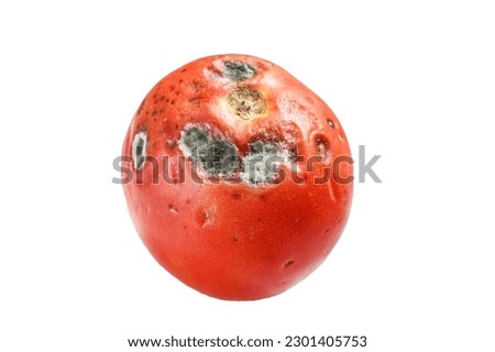 decayed rotten tomato. Isolated on white background