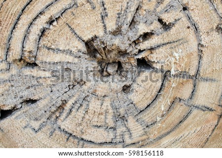 Decayed Tamarack Log