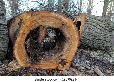 302 Cull Wood Images Stock Photos Vectors Shutterstock 302 Cull Wood Images Stock Photos Vectors Shutterstock