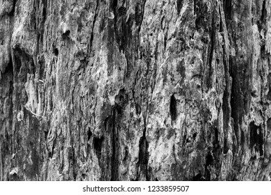 Decayed Tree Wood Texture Stock Photo 1233859507 | Shutterstock
