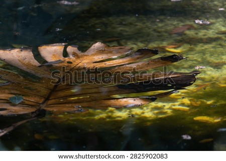 Decaying brown monstera leaf floating on calm green pond water