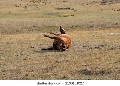 Decaying Corpse Of Cow With Hawk Sitting On It. A Dead Rotting Cow Lies In A Meadow. Pestilence In Agriculture. The Epidemic In Livestock. Cattle Death.